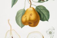 Free Printable Vintage Botanical Prints for Wall Art