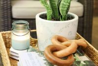 Snake Plant Care: Watering, Light, Repotting and Growth