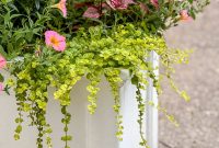 Creeping Jenny Care Guide: Planting, Watering, and Pruning
