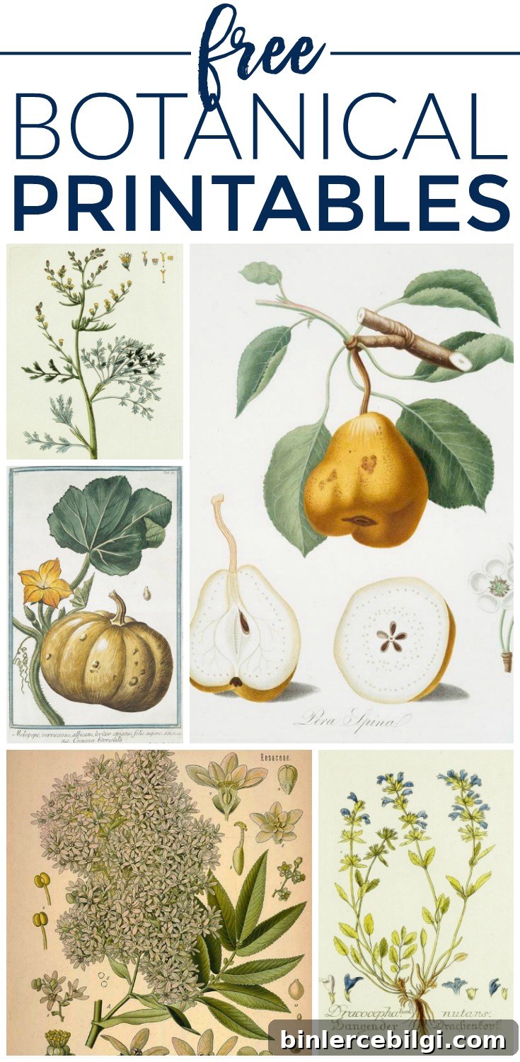 Free Botanical Illustration Printables. 8
