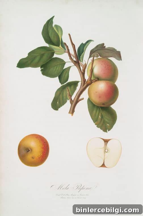 Mela Pupina Botanical Prints