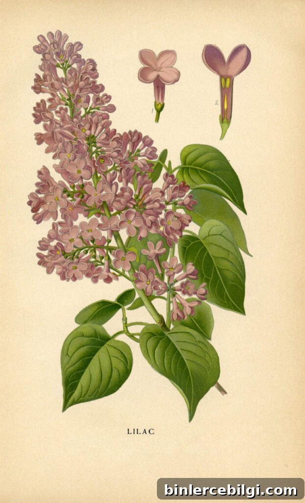 vintage botanical printable lilacs image