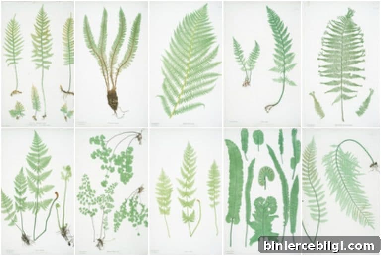 150 free botanical printables
