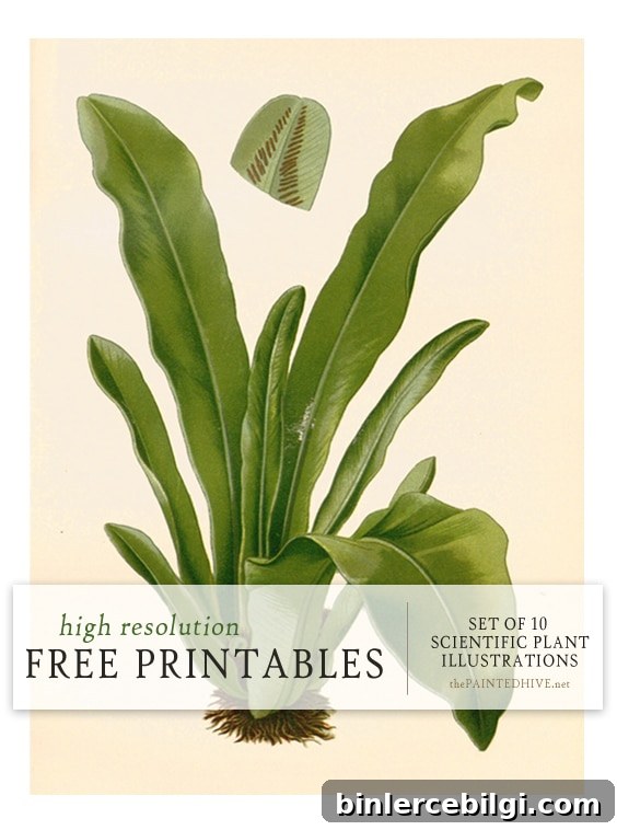 10 Scientific Plant Illustrations from The Painted Hive.