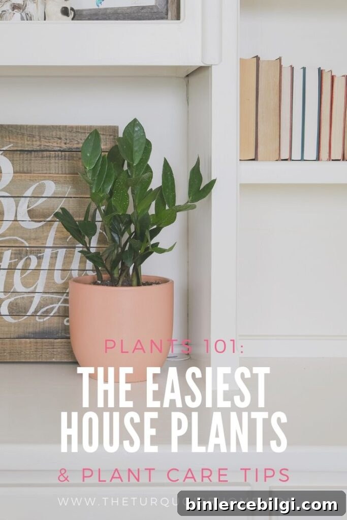 easiest house plants