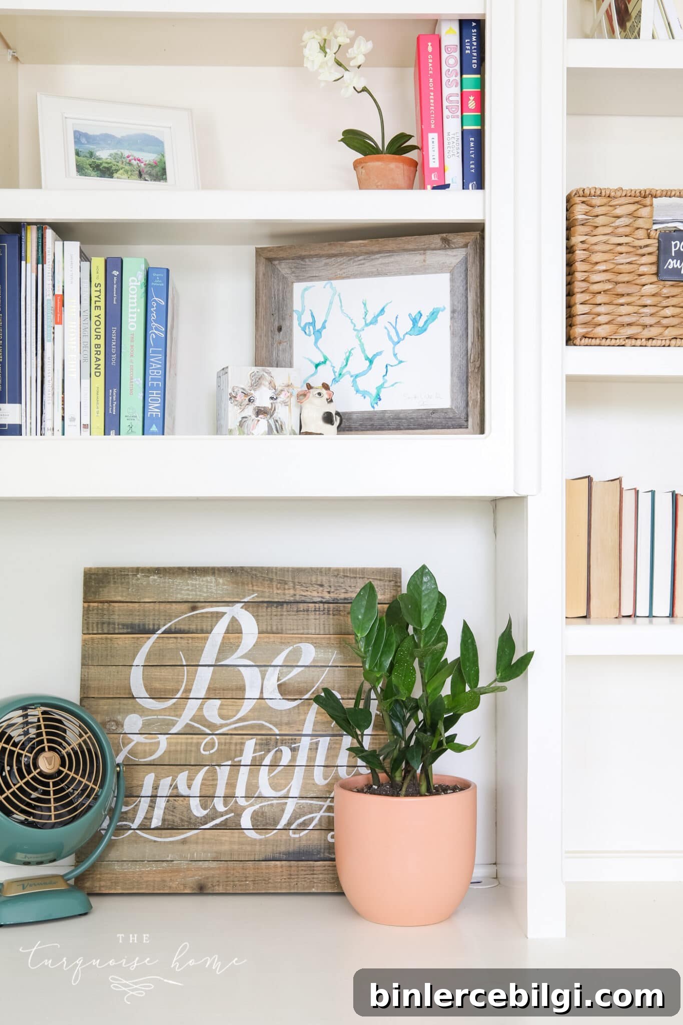 ZZ plant on office shelves