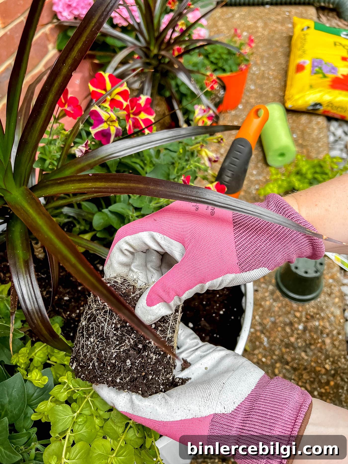 Gently loosen the root ball of the plant