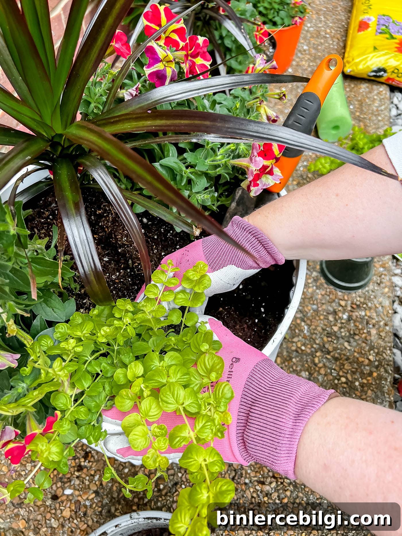 Planting flowers in a pot or container