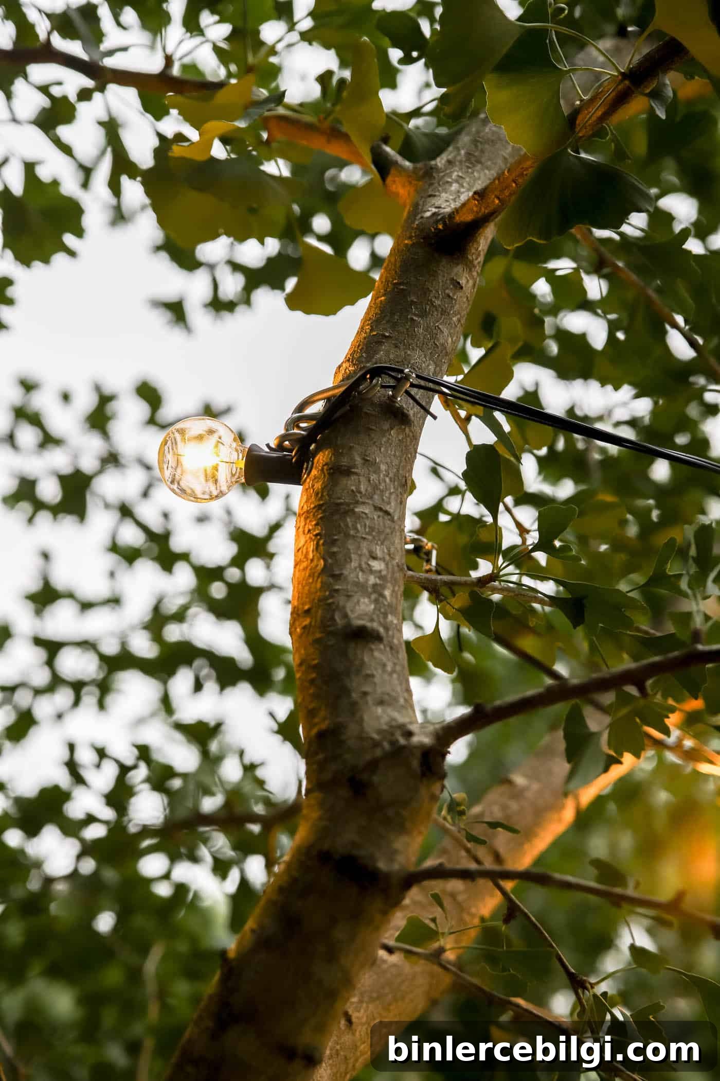string lights attached to a tree branch.