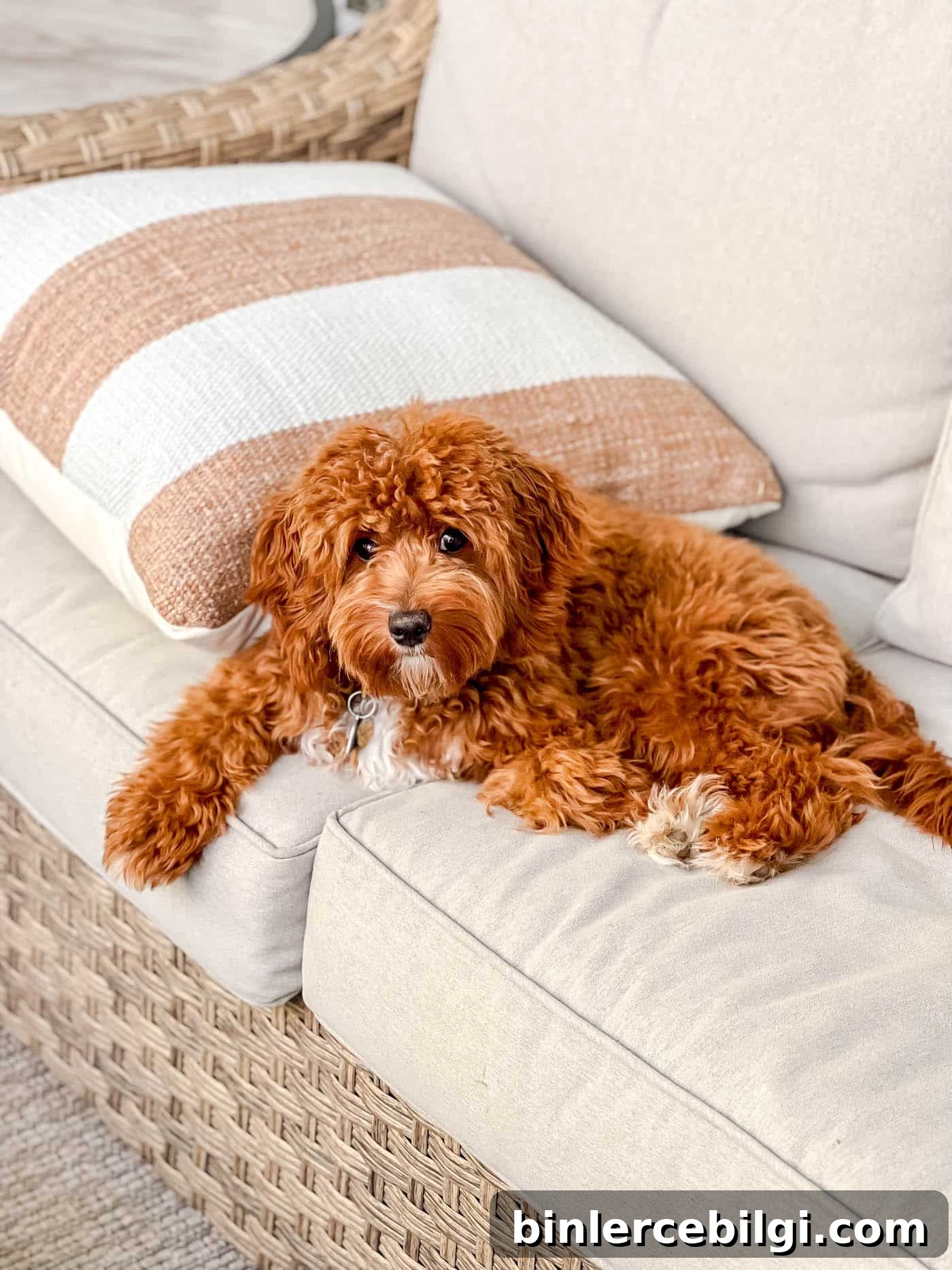 red and white Cavapoo pupping on a wicker outdoor sofa with striped white and burnt orange throw pillow next to the dog.
