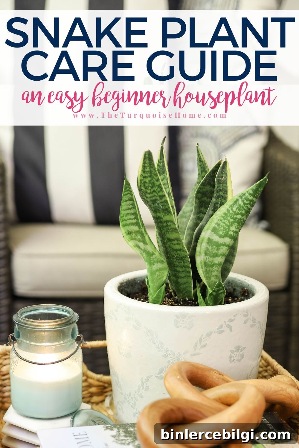 Snake Plant Care Guide