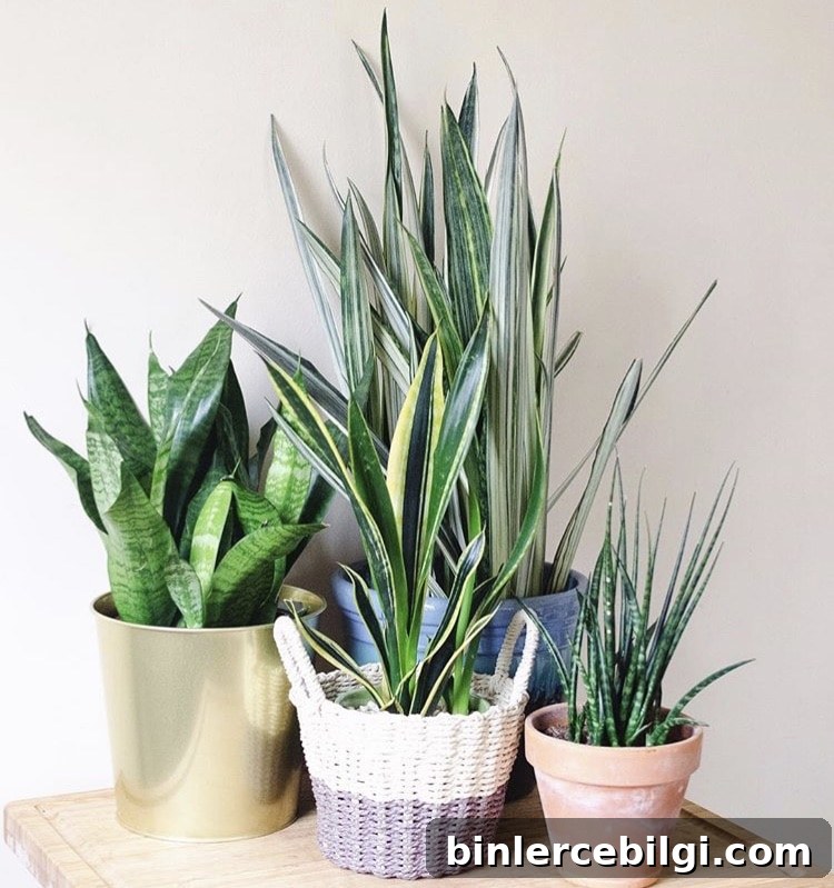 several snake plants gathered together in planters.