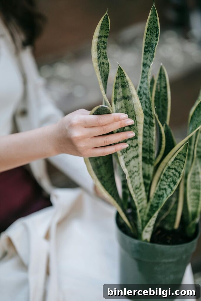 woman touching a snake plant's leaves.