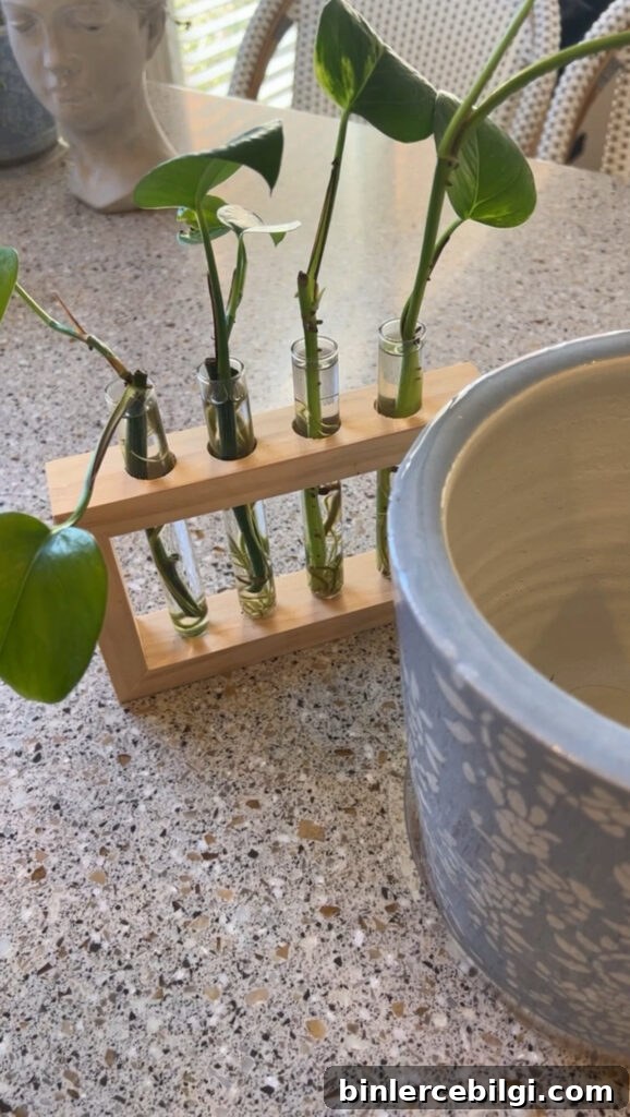 how to propagate a pothos plant