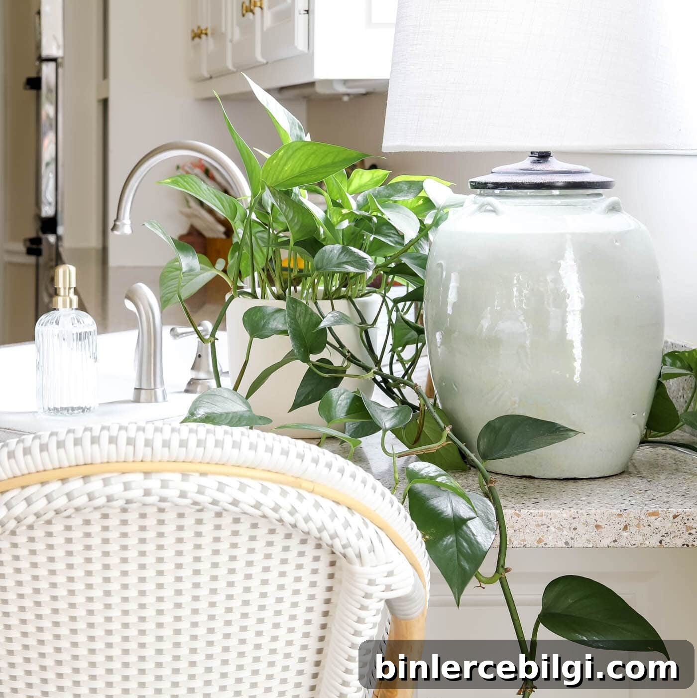Pothos Plant on Kitchen Counter Decor