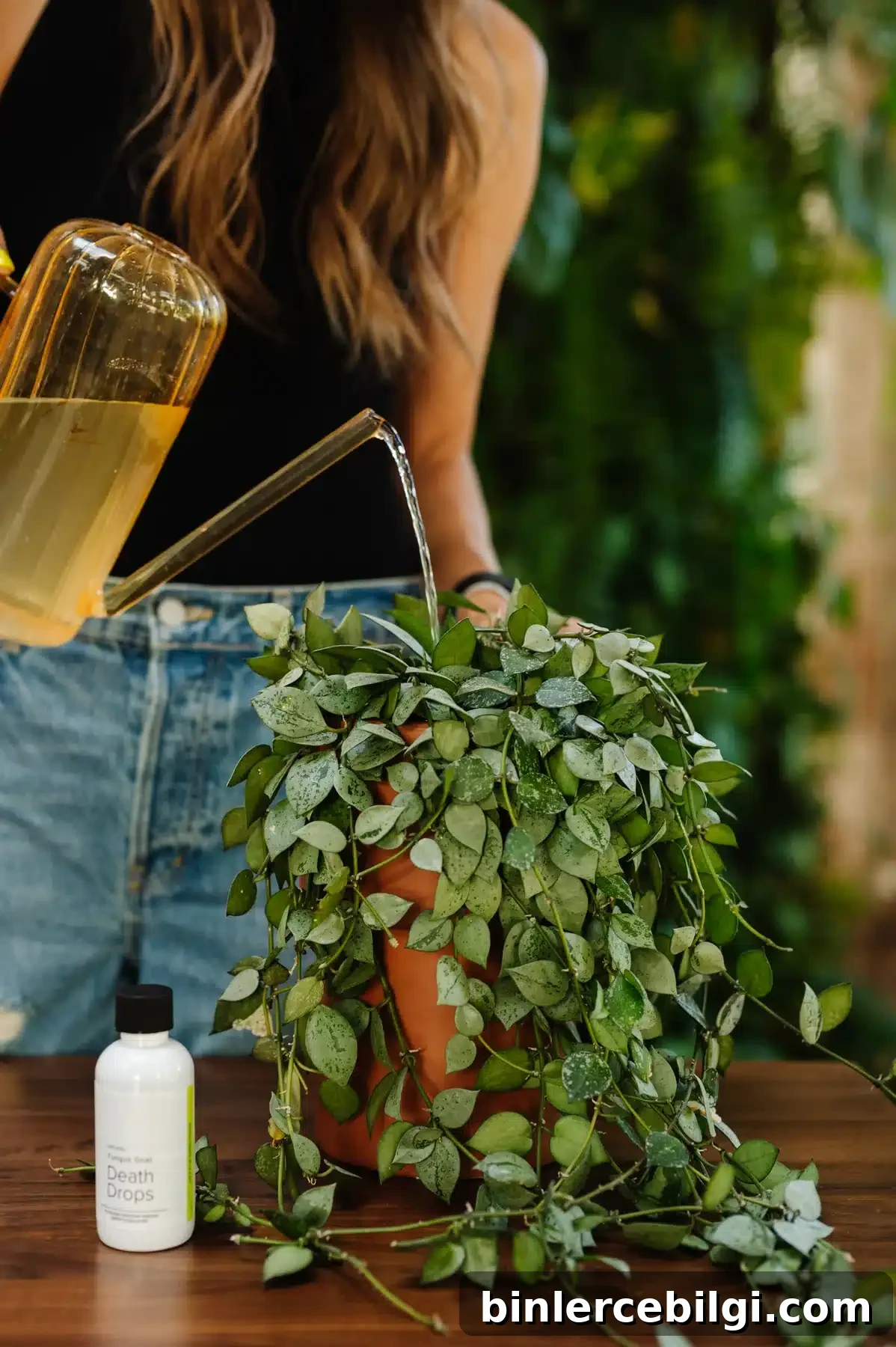 fungus gnat death drops from Happy Happy Houseplant