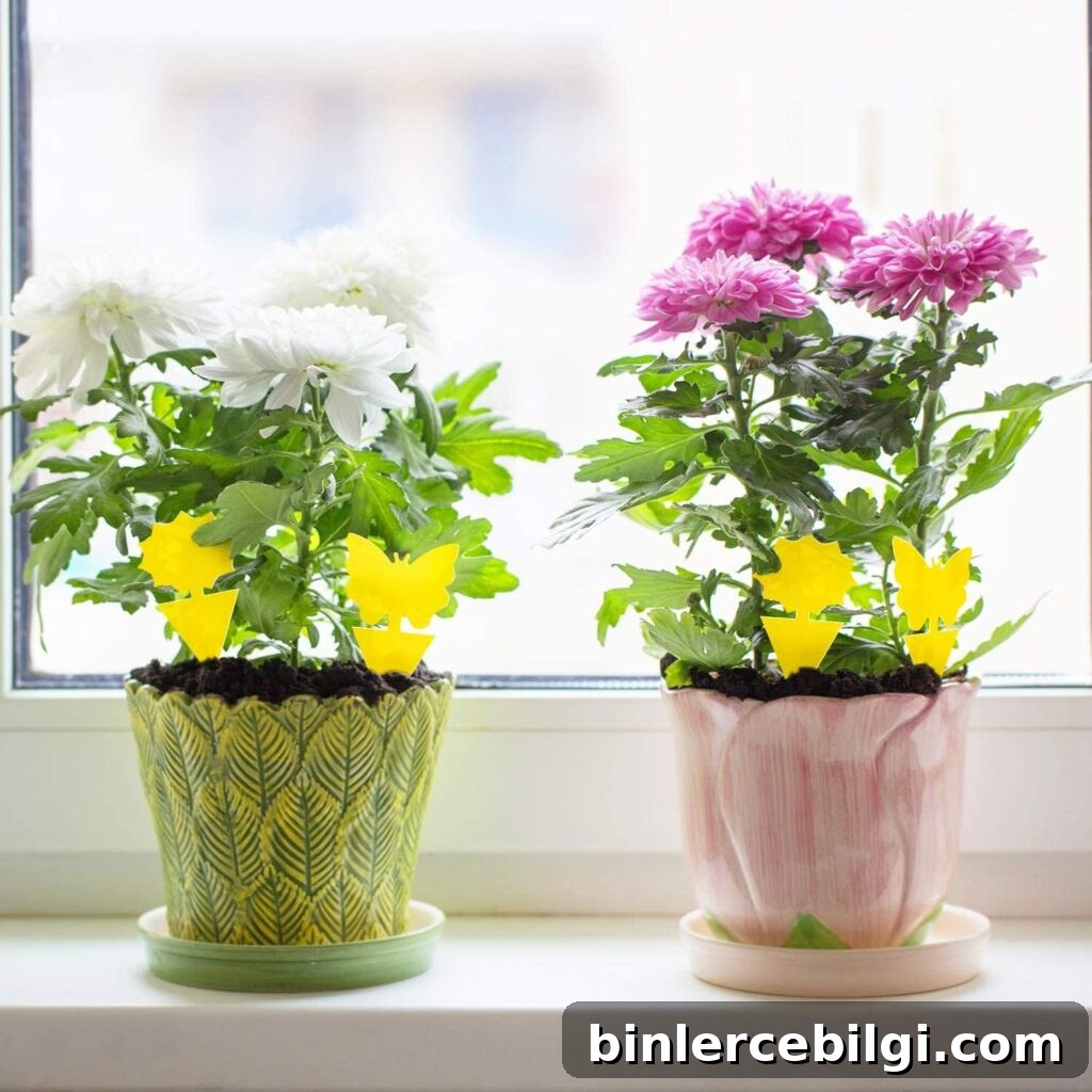 yellow sticky traps for house plants
