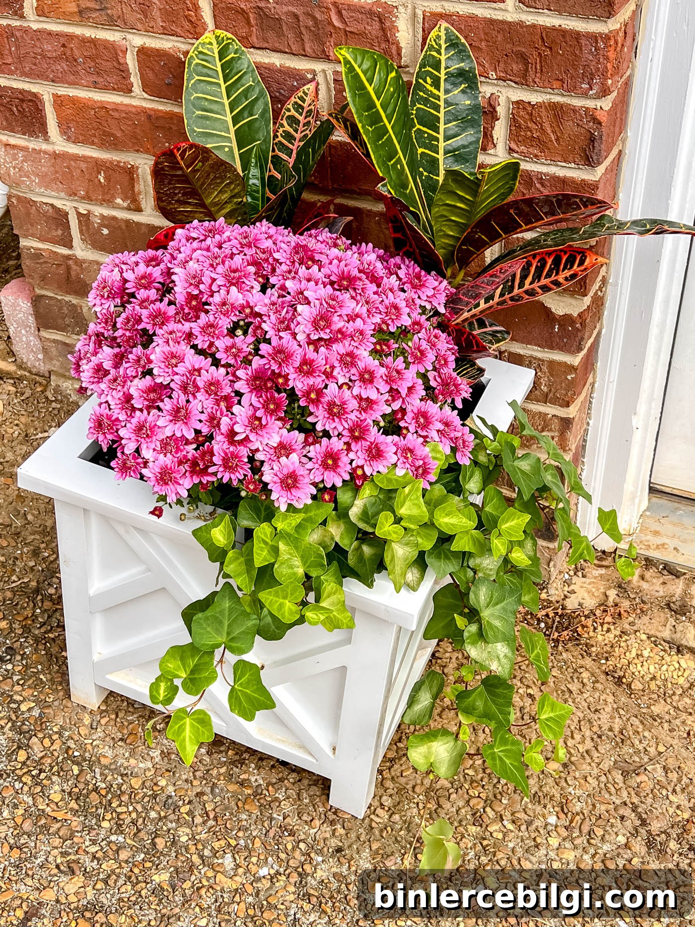Fall planter with croton, mum and english ivy. 