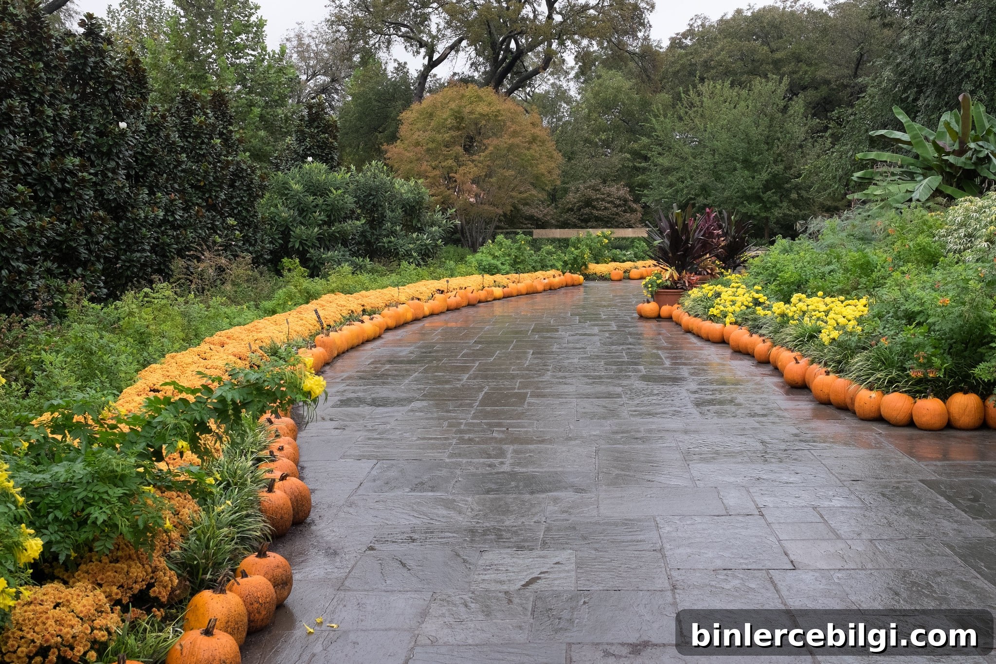 walkway lined with pumpkins.