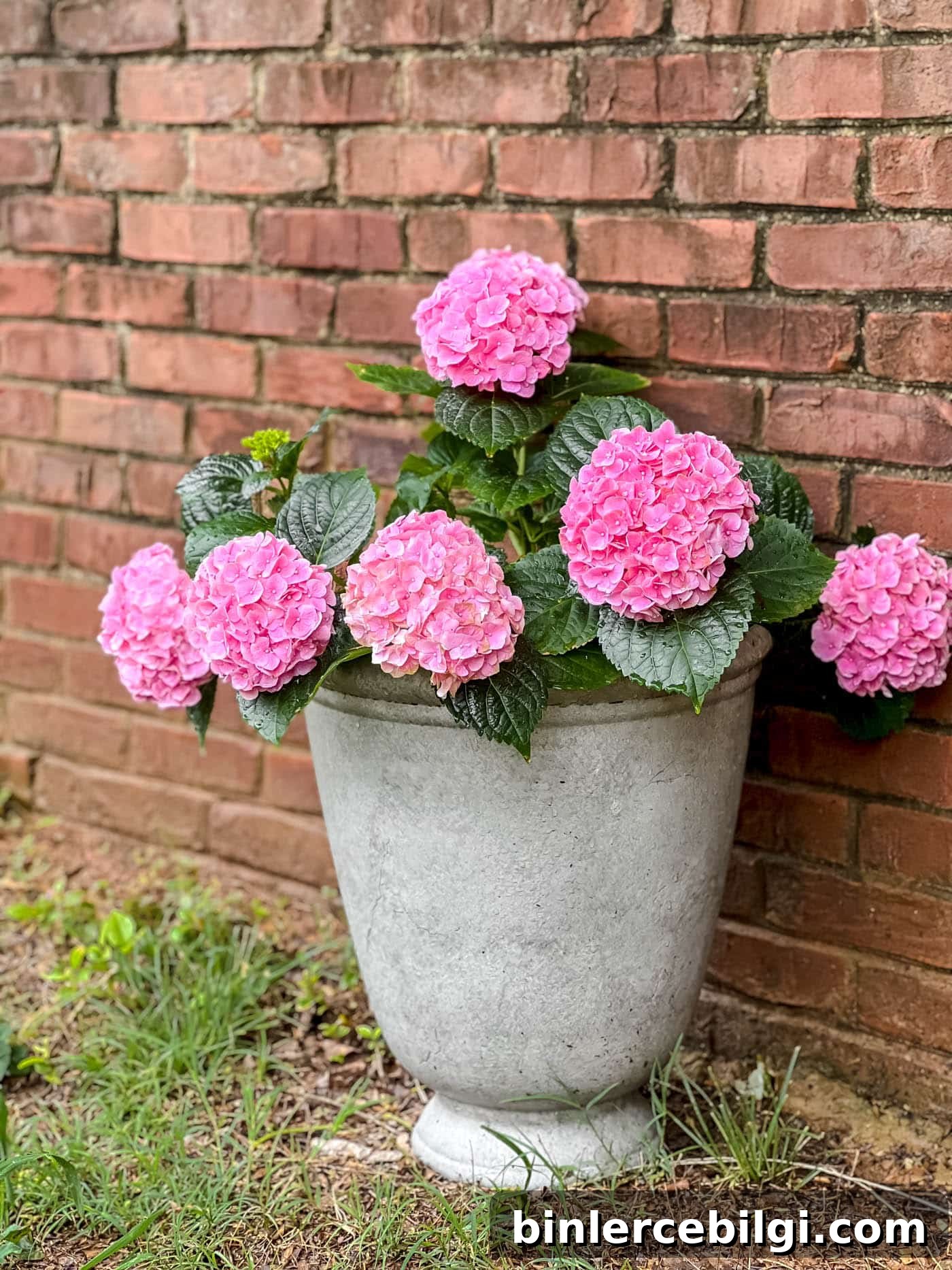 Hydrangea Decor Ideas to Brighten Your Home 11 Planter with hydrangea flowers