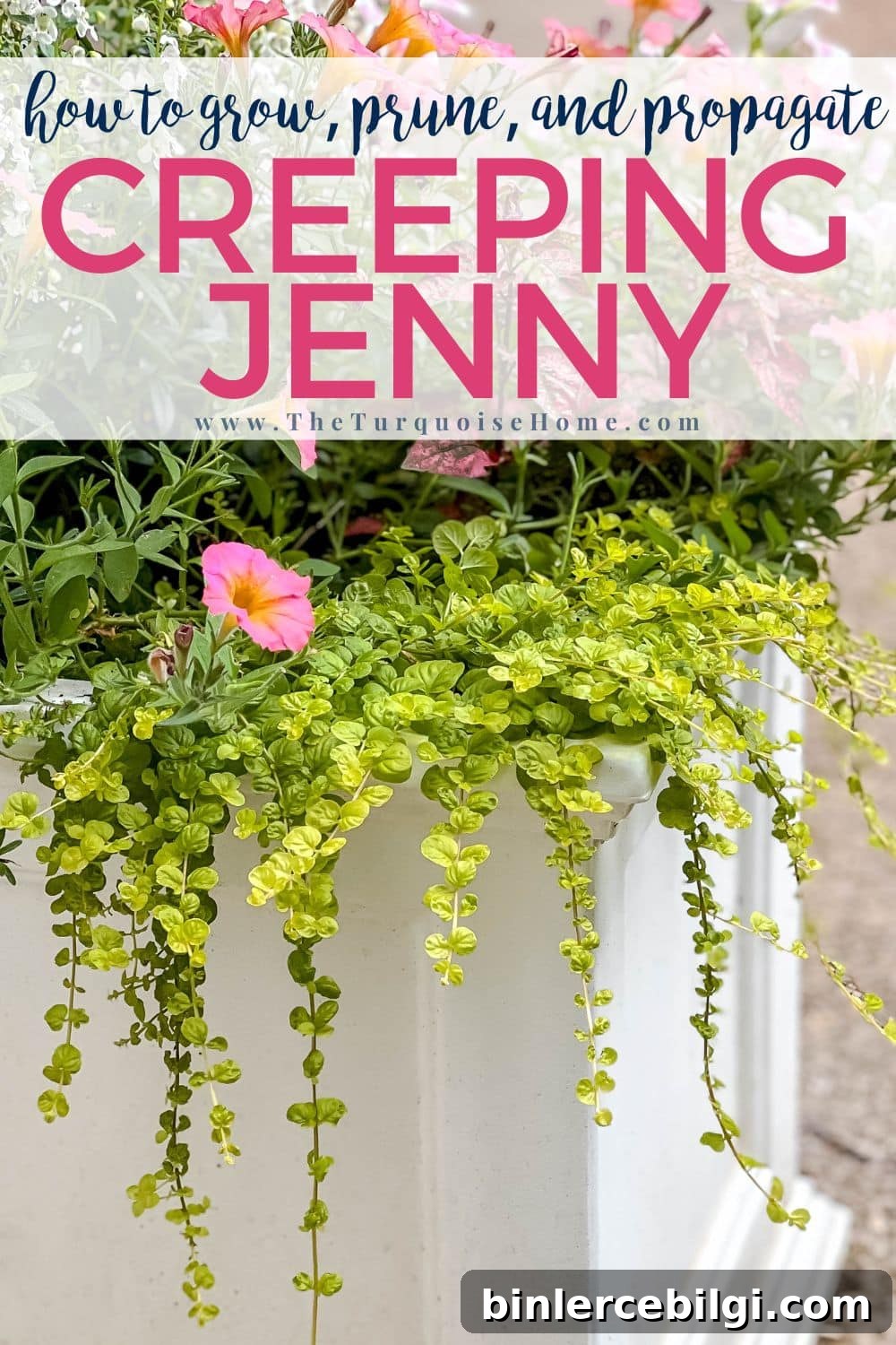 how to grow creeping Jenny