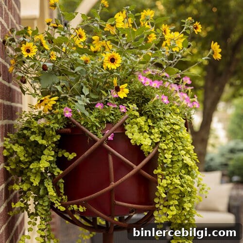 proven winners creeping Jenny