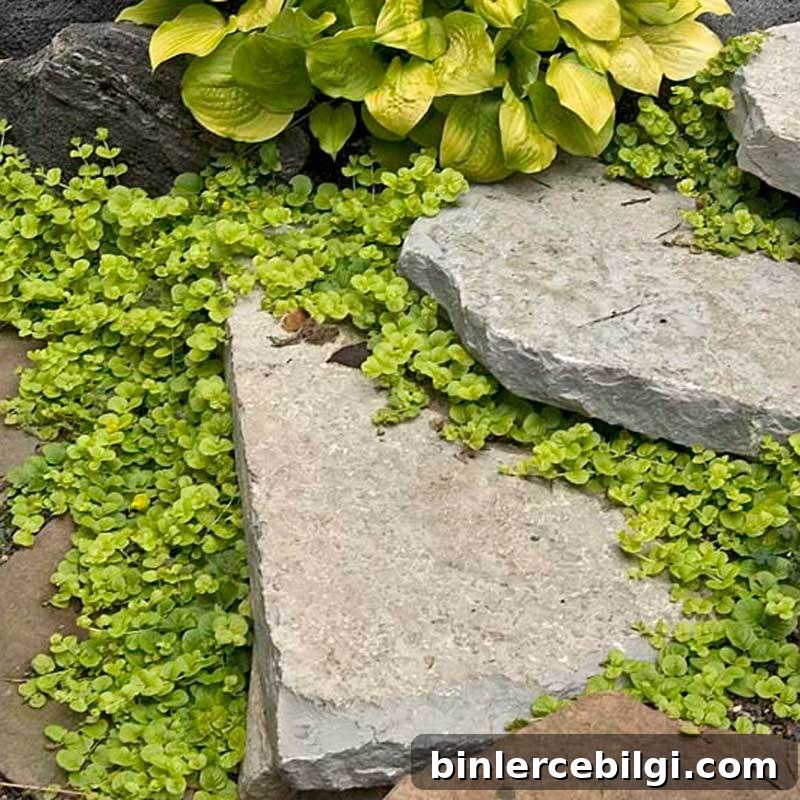 creeping jenny around stepping stones.