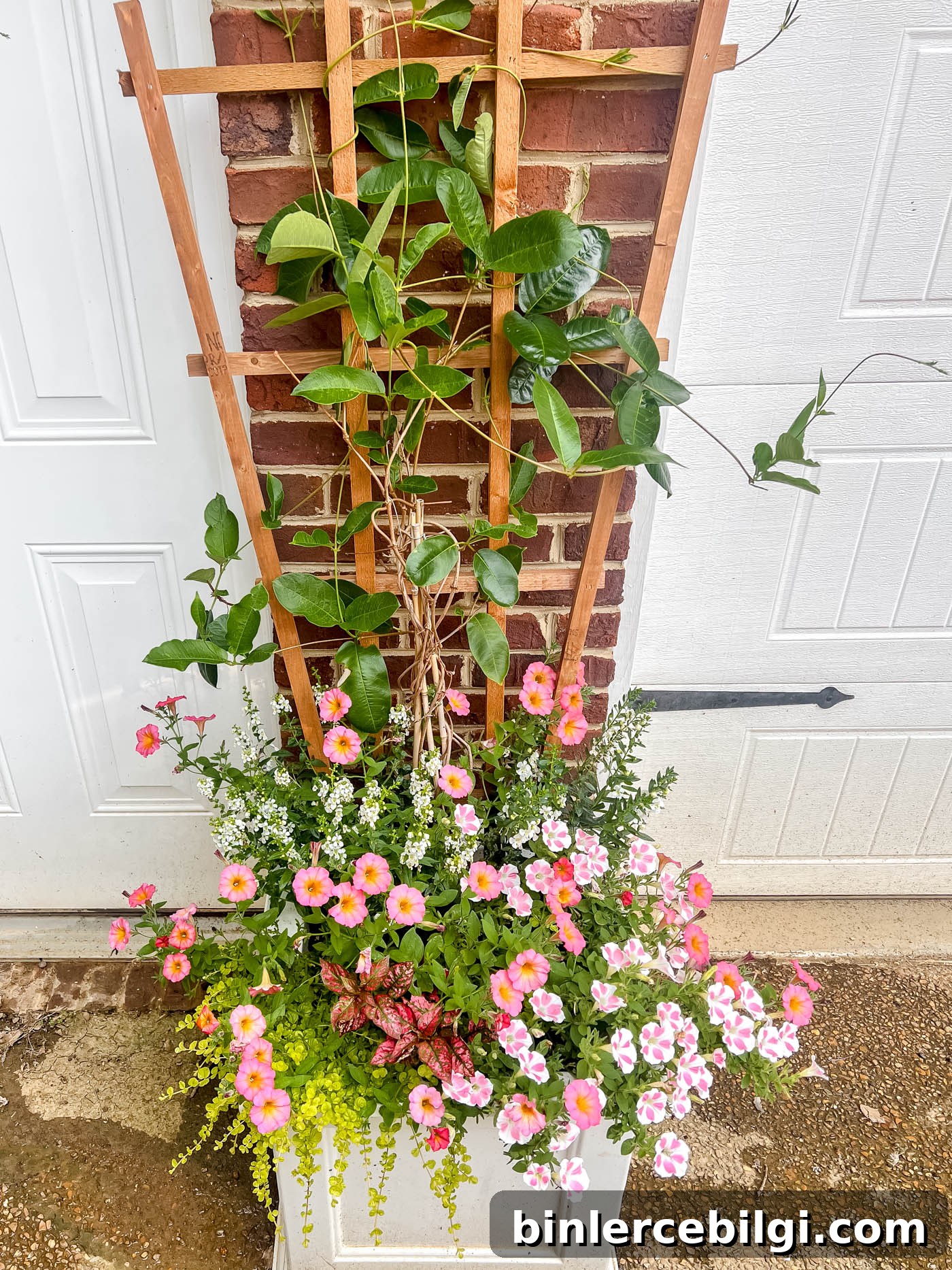 creeping Jenny in a container garden