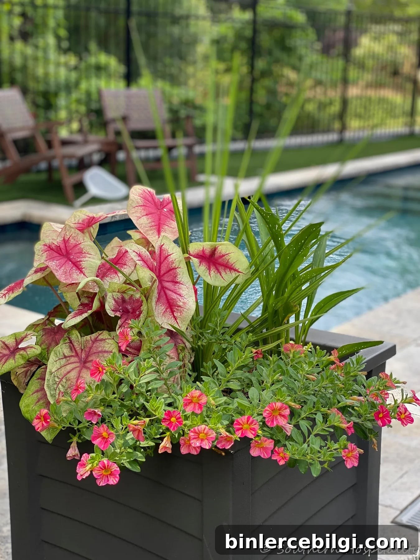 Backyard pool one year later