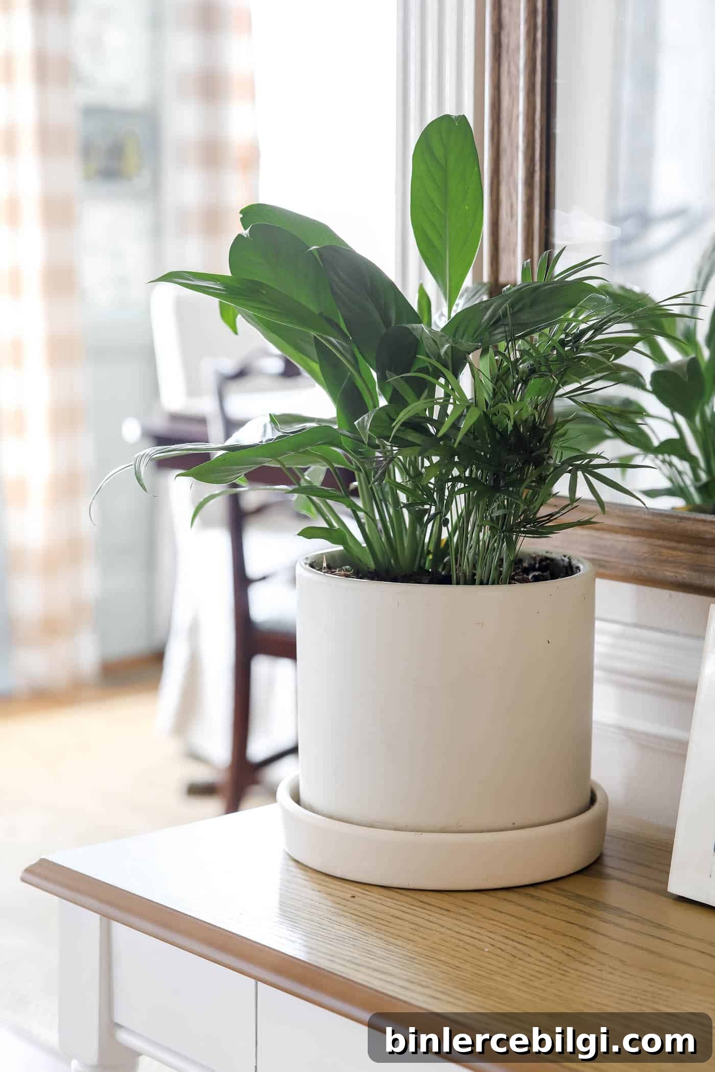 Post-Christmas Winter Decor Ideas to Cozy Up Your Home 6 Bring real plants indoors for the winter to bring life to every corner of your home.