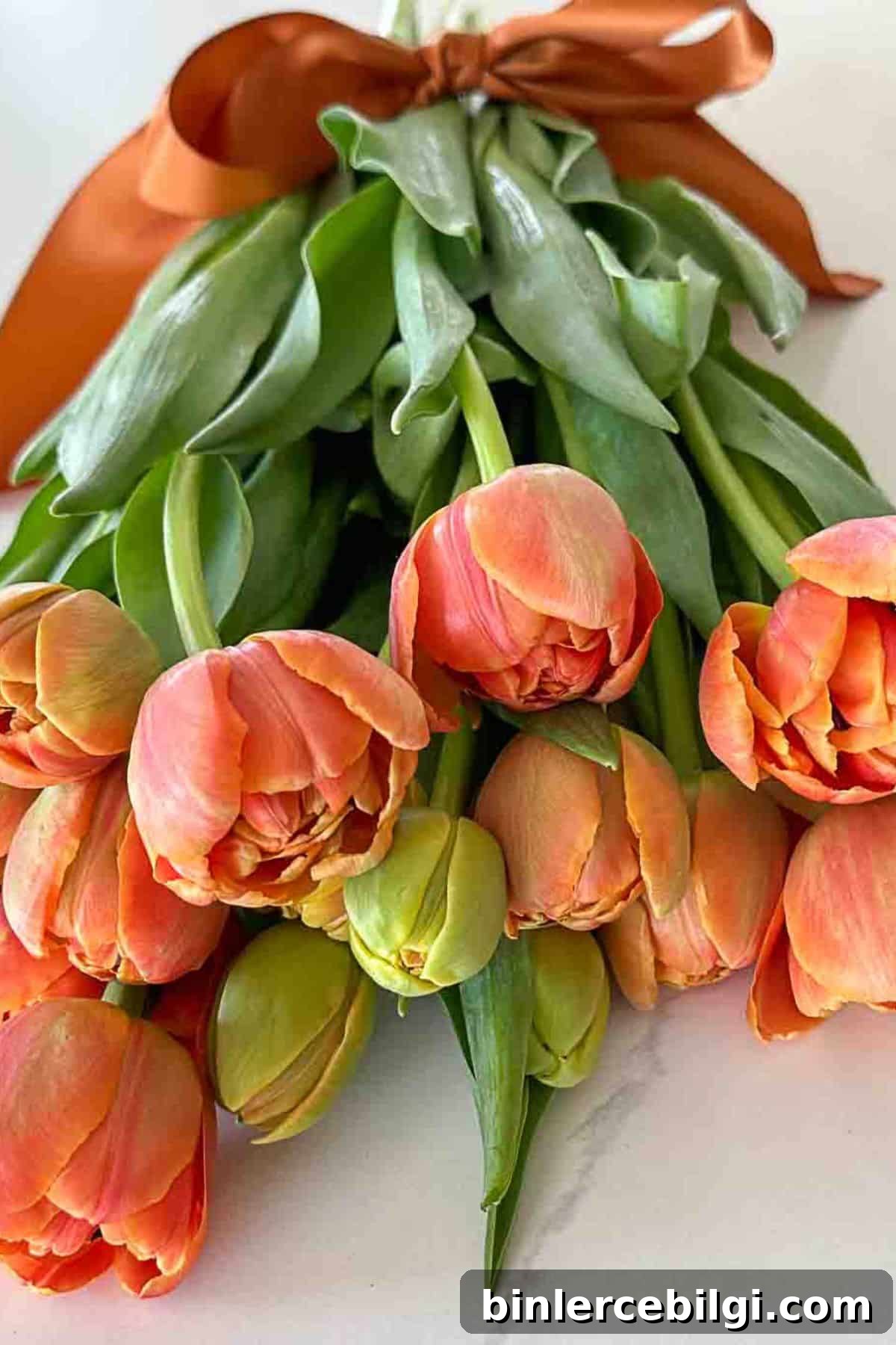 how to care for cut tulips so they last longer.